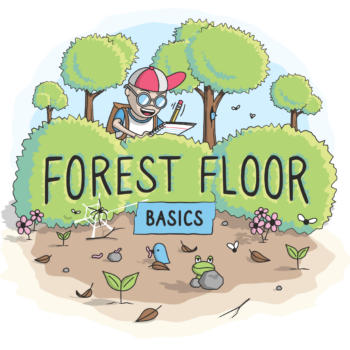 Forest Floor Basics
